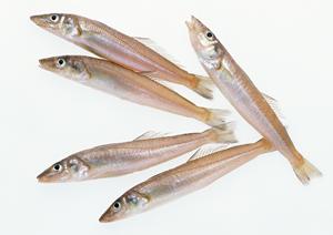 大衆酒場 ムロヒガシ – 安い×旨い！海浜幕張の居酒屋の魅力