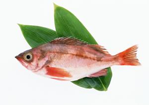 つるやの仕出し弁当と地域密着型のお弁当屋さん：岡山県津山市の老舗がお届けする多彩なメニューとこだわりのサービス