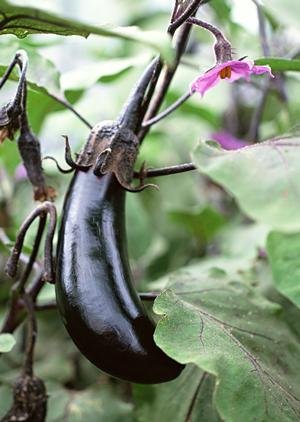 羽田空港直結の高評価レストラン「オールデイダイニング グランドエール」の魅力と店舗情報