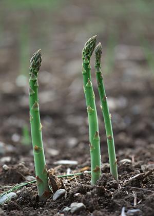 お好み焼きの魅力が詰まった大阪発「ぼてぢゅう」グループ公式ウェブサイトの紹介と店舗情報