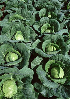 味の濃い信州そば粉販売しています