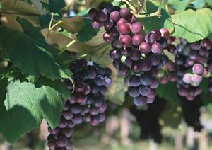 中目黒の美味しいフレンチが楽しめます