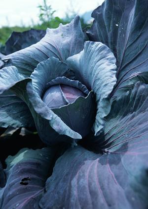 盛岡冷麺と韓国焼肉の名店！ぴょんぴょん舎 稲荷町本店の魅力と詳細情報