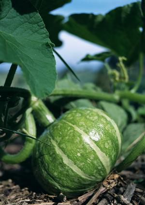 へぎそば：「わたや」そばの贅沢な出会い